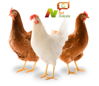 Poules pondeuses en élevage