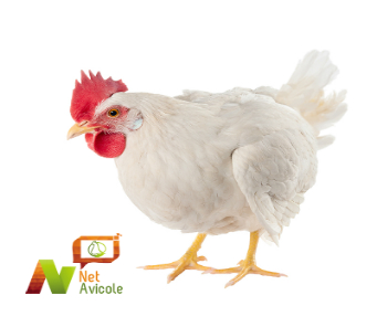 Poulets de chair en élevage