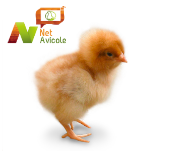 Poussin, illustration de la solution NetAvicole