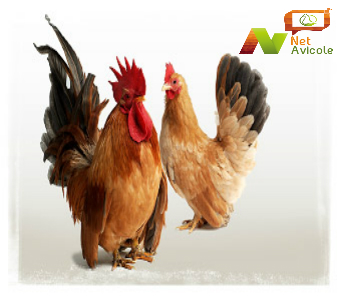 Poules reproductrices en élevage
